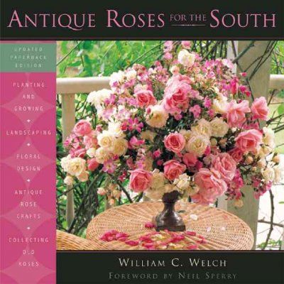 Antique Roses For The Southantique 