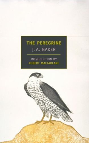 The Peregrineperegrine 