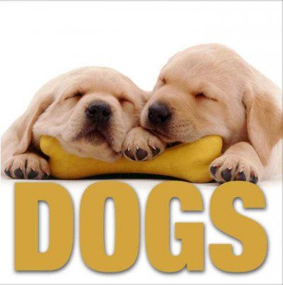 Dogsdogs 