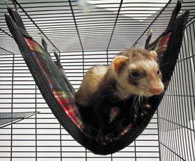 Large - Deluxe Plaid Ferret Flat Hammockplaid 