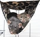 Medium - Deluxe Leopard Ferret Tube Hammockmedium 