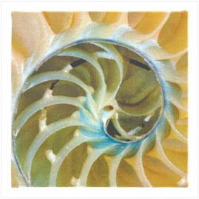 Nautilus Shell Wall Decor Case Pack 1nautilus 