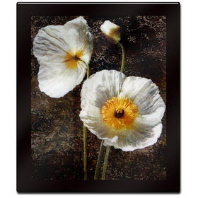 Poppies I by John Seba Mounted Laminated Wall Art 26 x 30poppies 