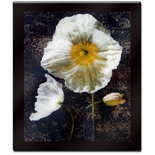 Poppies II by John Seba Mounted Laminated Wall Art 26 x 30poppies 