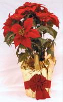 Poinsettia Live Plantpoinsettia 