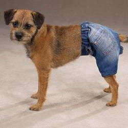 XDenim Dog Shortsxdenim 