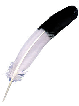 Eagle Tip Feather Case Pack 6