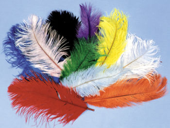 Ostrich Plumes Blue Case Pack 2