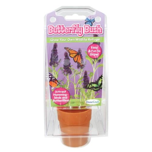 Butterfly Bush Case Pack 12