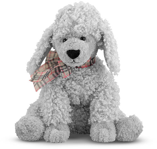 Curley Grey Poodle